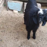 بزغاله چاق|حیوانات مزرعه|دهلران, |دیوار