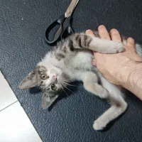 گربه
