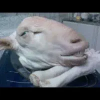 تمیز کردن کله پاچه