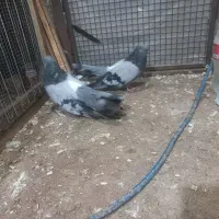 کبوتر زینتی کشیده بلند