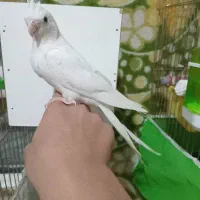 عروس هلندی سفید