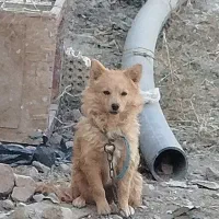 سگ پا کوتاه پامر روباهی