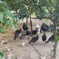 بوقلمون محلی|حیوانات مزرعه|سجاس رود, |دیوار