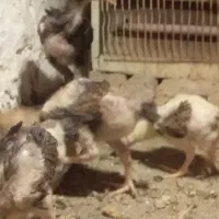 ۴ تا جوجه با مولوانش