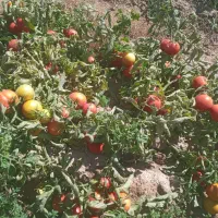 گوجه