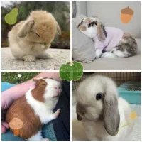 چشم اشکی اندازه کف دست|موش و خرگوش|اصفهان, احمدآباد|دیوار