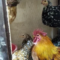 مرغ و خروس کوشین|حیوانات مزرعه|کاشمر, |دیوار