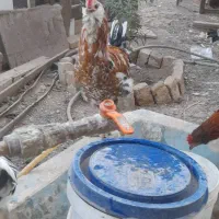 بقلمون  نر خروس گلین|حیوانات مزرعه|شاهدشهر, |دیوار