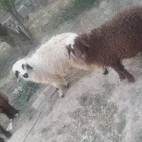بره ماده