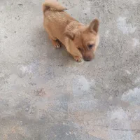 سگ ماده|سگ|مشهد, کارگران|دیوار