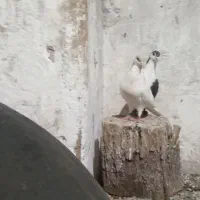 کفتر