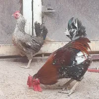 مرغ وخروس
