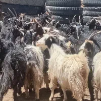 بز کهره دار  وقوچ