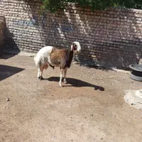 بره نر چوچی