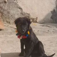 سگ توله ماده قدر جونی اصیل  تازه از اصفهان آوردم