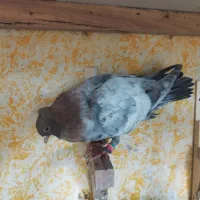 سرک تافتای سرور|پرنده|شیراز, کوی زهرا|دیوار