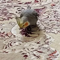 عروس هلندی سیامون گمشددرمحله امیرآباد تاریخ۶/۵/|پرنده|مشهد, امیر آباد|دیوار