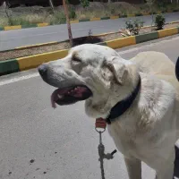 سگ عراقی  پژدر ۲ساله