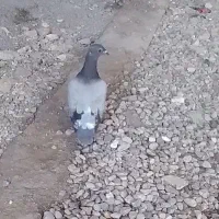 کبوتر