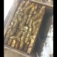 فروش زنبور عسل