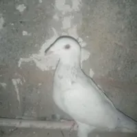 کبوتر گلی|پرنده|برازجان, |دیوار