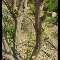 چوب|خدمات باغبانی و درختکاری|صدرا-فارس, فاز ۱|دیوار