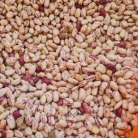 لوبیاچیتی کپسولی و گرد( عمده و خرده فروشی