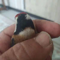 دوعددسهره چهارگل