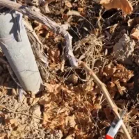 هرس اصولی درخت میوه و انگور.