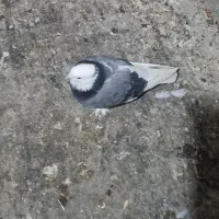 کفتر|پرنده|تهران, هرندی|دیوار