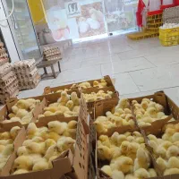 جوجه مرغ گوشتی راس ۳۰