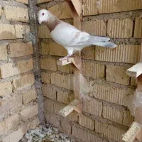 پلاکی طوقی زرد|پرنده|شیراز, سلطان آباد|دیوار