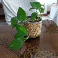 گل طبیعی یوکا پتوس شفلرا