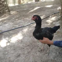 ماکیان|حیوانات مزرعه|سراوان, |دیوار