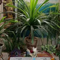 گل پاندانوس زیبا و بزرگ