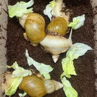 حلزون البینو|خزنده|اصفهان, براآن شمالی|دیوار