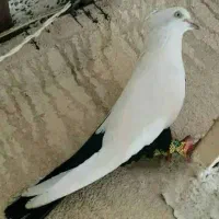 پرنده