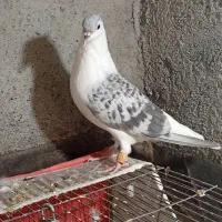 کفتر ساده مگسی نر|پرنده|مشهد, کوی دروی|دیوار