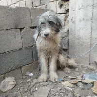 توله لاس ریشی