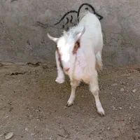 چپشت نری همراه گوسفند نبوده اصلا بو نمیده