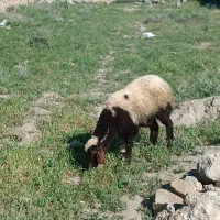 یک راس بره ماده افشاری  چاق