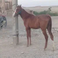 اسب|اسب و تجهیزات اسب‌سواری|بیجار, |دیوار