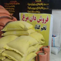 مرغ هلندی ماشینی سفید و دون مرغی تخمگذار دان تناژ