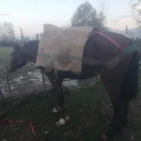 اسب 6 سال عاقل و باری|اسب و تجهیزات اسبسواری|نشتارود, |دیوار