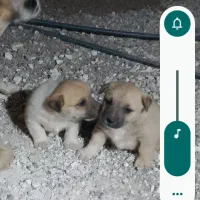 سگ پاکوتاه گوش تیز
