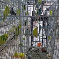 فروش انواع مرغ عشق نروماده بالغ مولد سالم