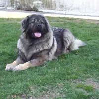 سگ های درشت اندام، سگ فوق حرفه ای،سگ نگحبان