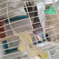 عروس هلندی مولد|پرنده|خمینی‌شهر, |دیوار