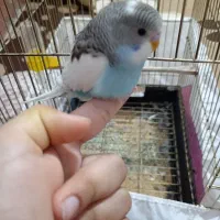 مرغ عشق دستی