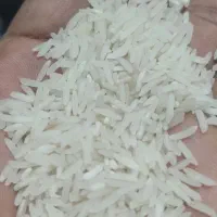 برنج فجر سوزنی